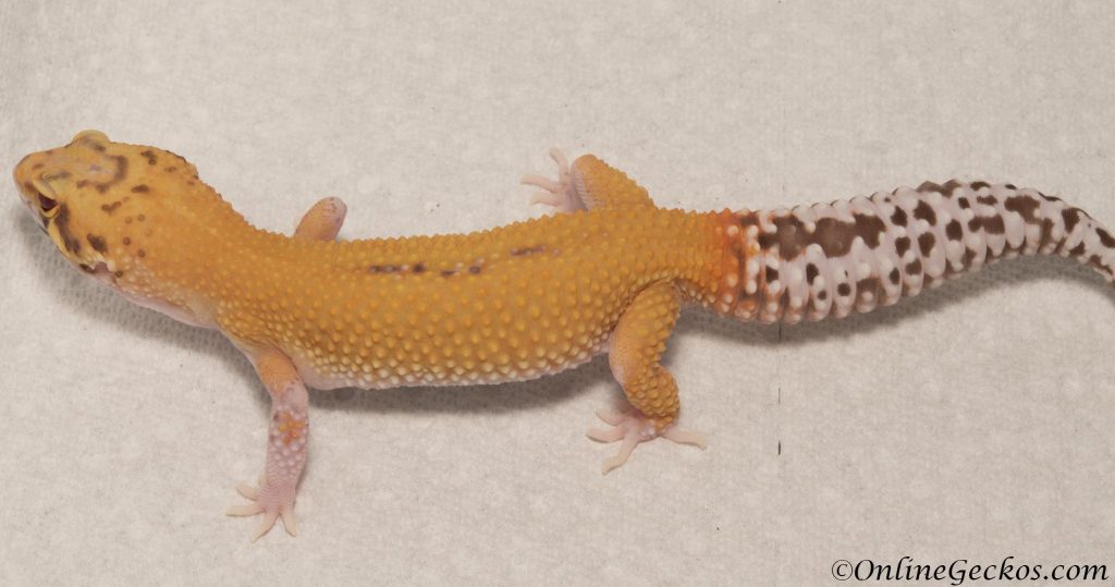 onlinegeckos.com leopard gecko hatchling radar