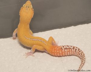onlinegeckos.com leopard gecko hatchling radar