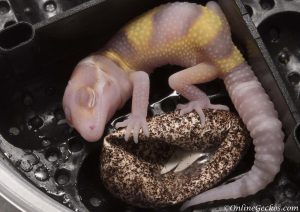 onlinegeckos leopard gecko hatchling radar het blizzard