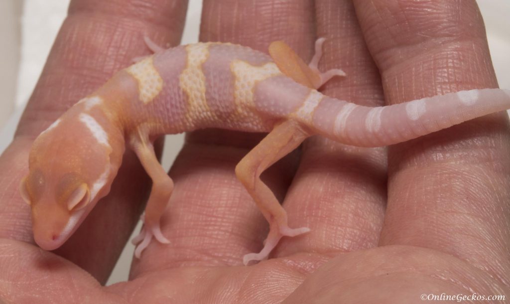 onlinegeckos leopard gecko hatchling super giant tremper albino