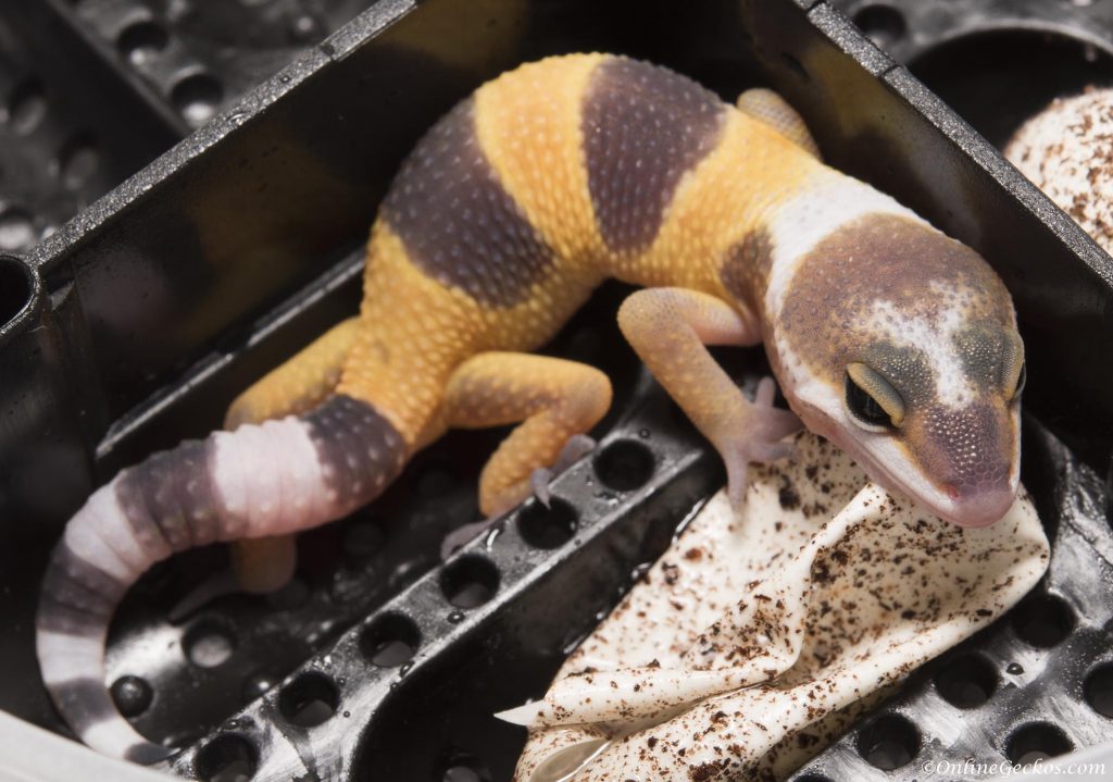 tornado tangerine leopard gecko