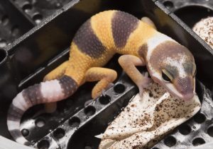 onlinegeckos leopard gecko hatchling tangerine tornado