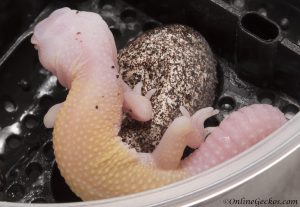onlinegeckos leopard gecko hatchling white knight