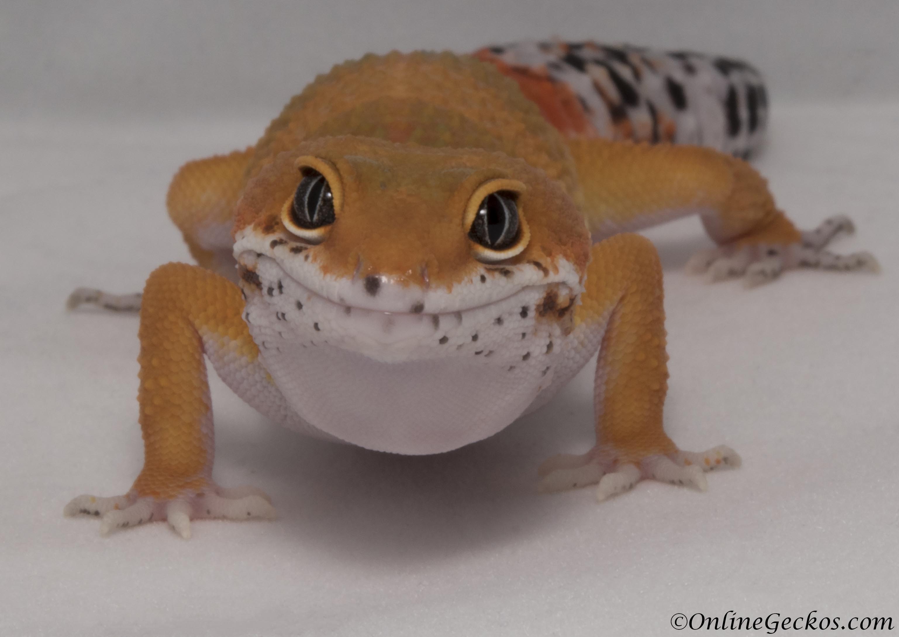 onlinegeckos-holiday-shipping-schedule-blood-tangerine-leopard-gecko ...