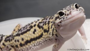 onlinegeckos.com leopard gecko hatchling cute 2017 shipping schedule