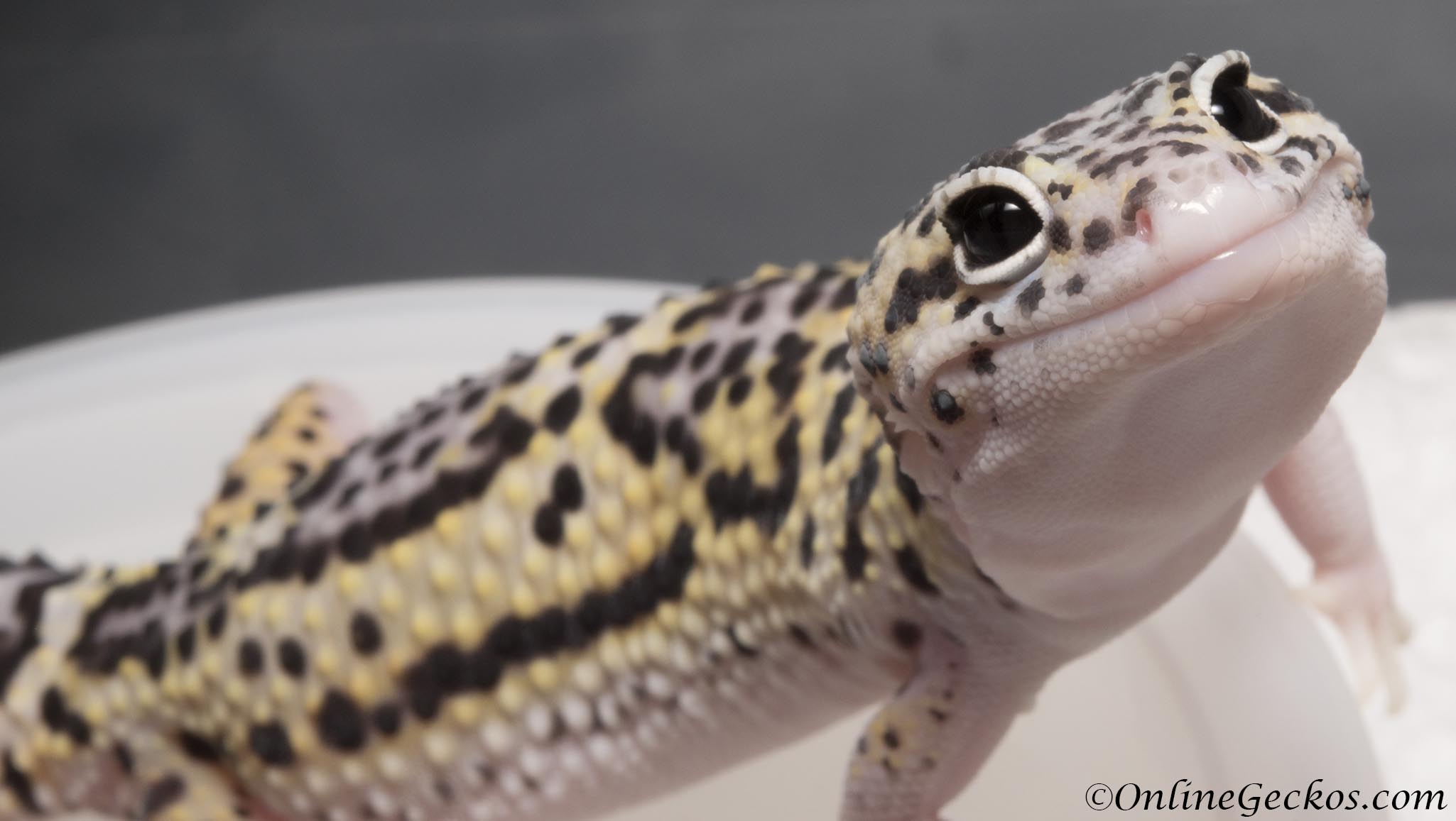 leopard gecko teddy