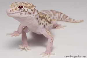 onlinegeckos leopard gecko mack snow radar het white knight female