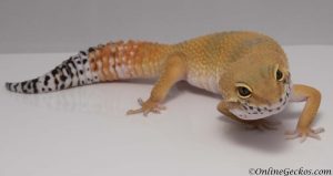 onlinegeckos leopard gecko super hypo tangerine carrot-tail baldy
