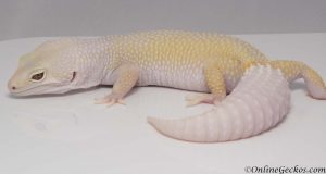 leopard gecko for sale bell blazing blizzard het white knight female