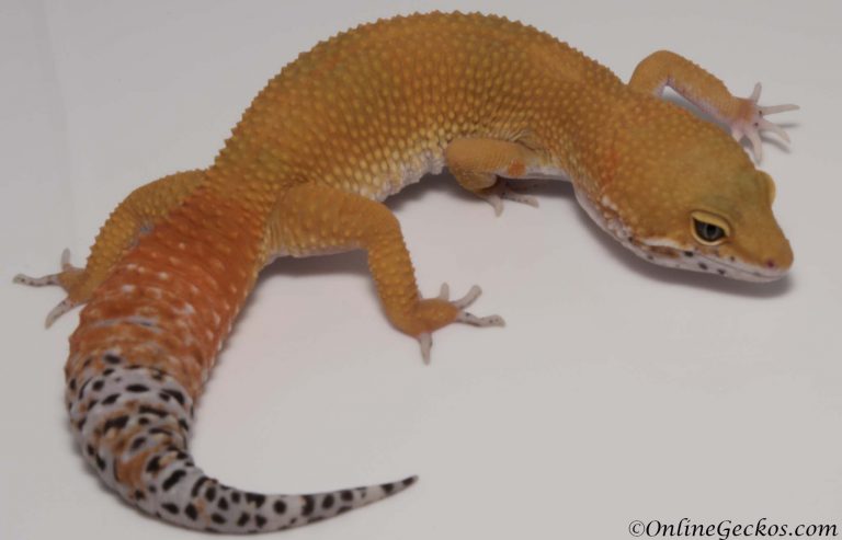super hypo tangerine leopard gecko