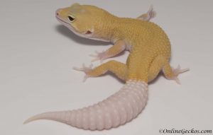 leopard gecko for sale cyclone male onlinegeckos.com