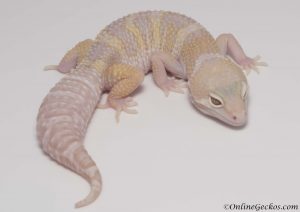 leopard gecko for sale mack snow tremper albino het diablo blanco female