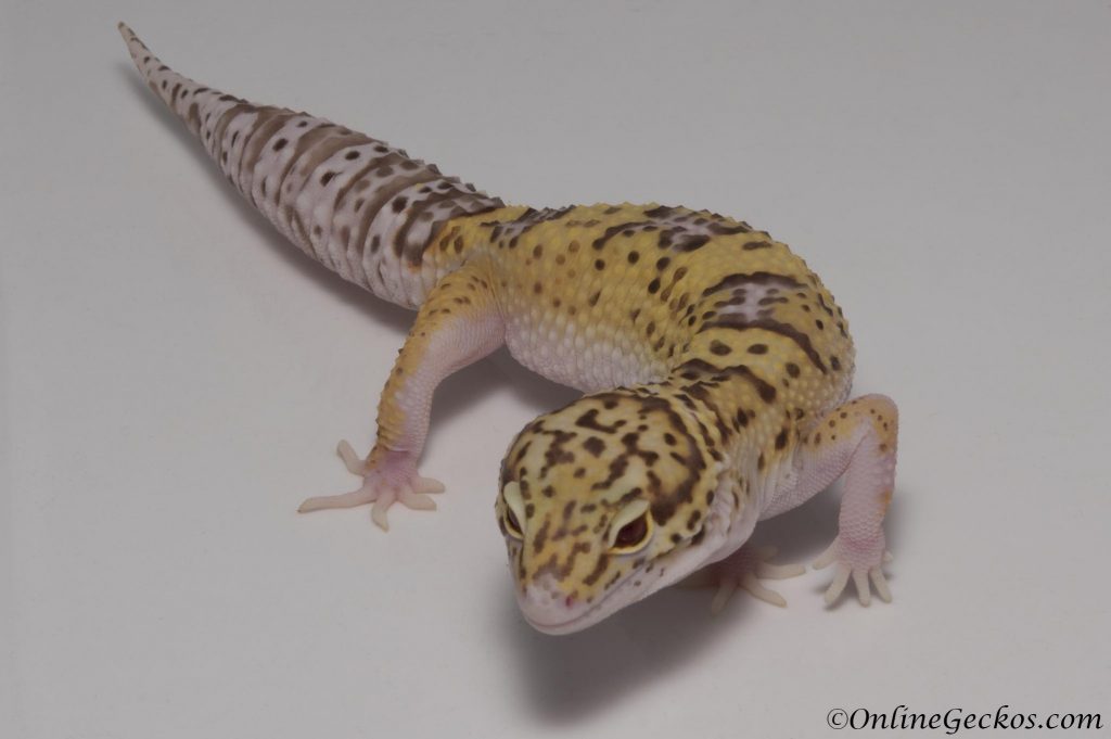 leopard gecko for sale radar het white knight female