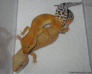 onlinegeckos.com leopard gecko breeding season 2018
