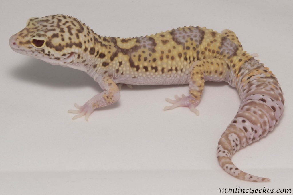 leopard gecko for sale radar het white knight male