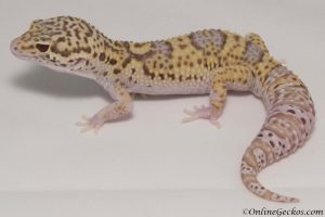 leopard gecko for sale radar het white knight male