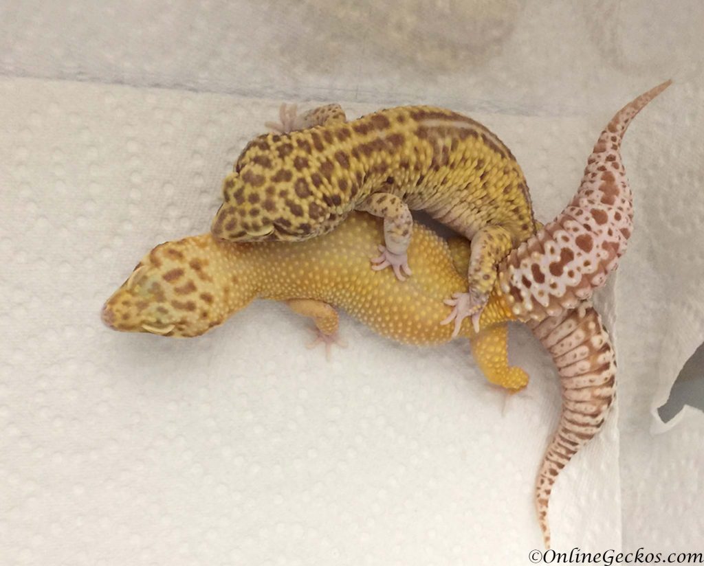 breeding leopard geckos on a small scale