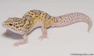 breeding leopard geckos on a small scale onlinegeckos.com breeder radar het white knight