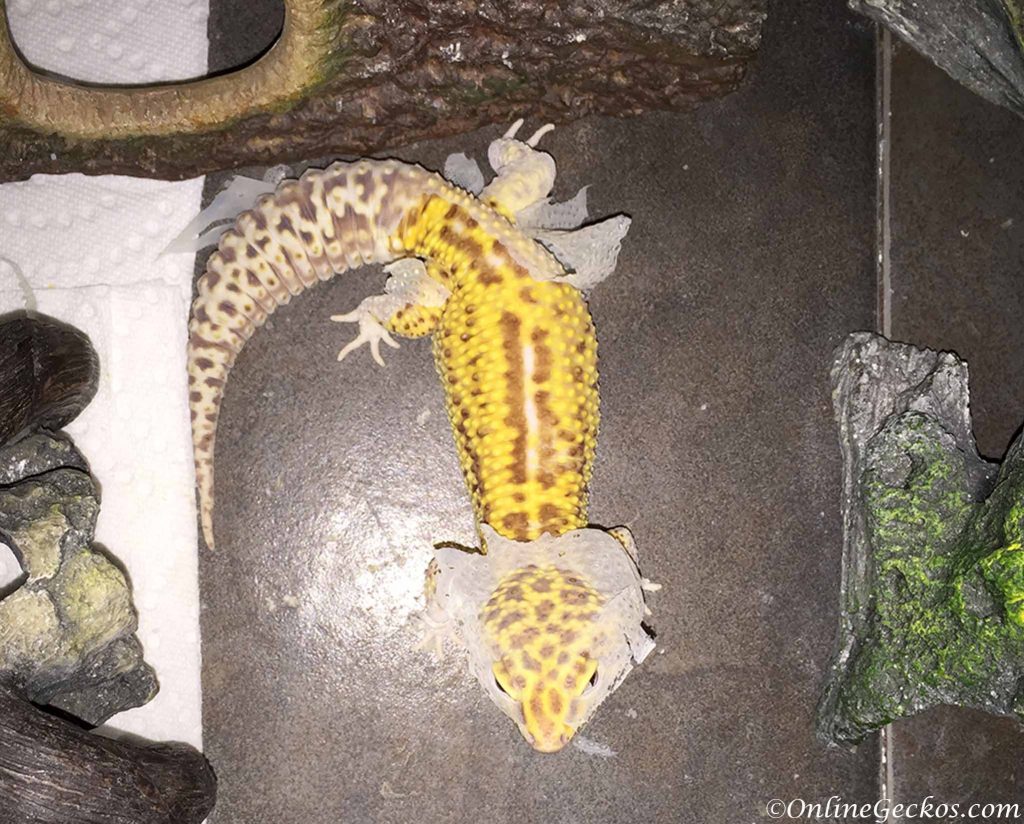 My leopard gecko won't eat - feeding problems - behavior 