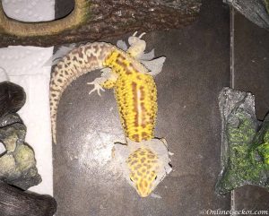 leopard gecko bad sheds excessive shedding