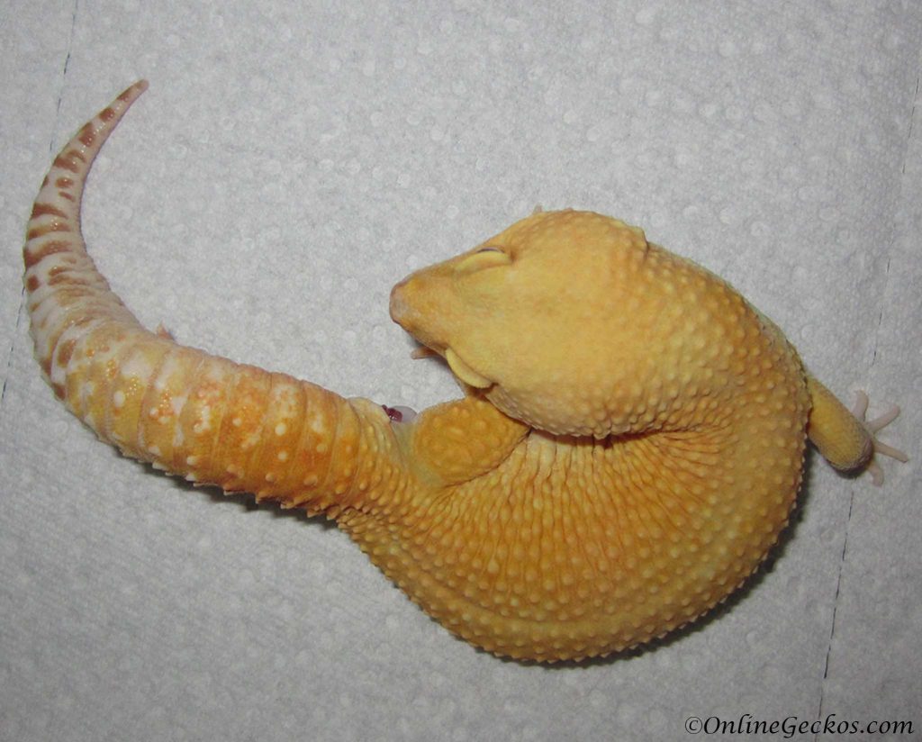 my leopard gecko won't breed mating issues copulation problem