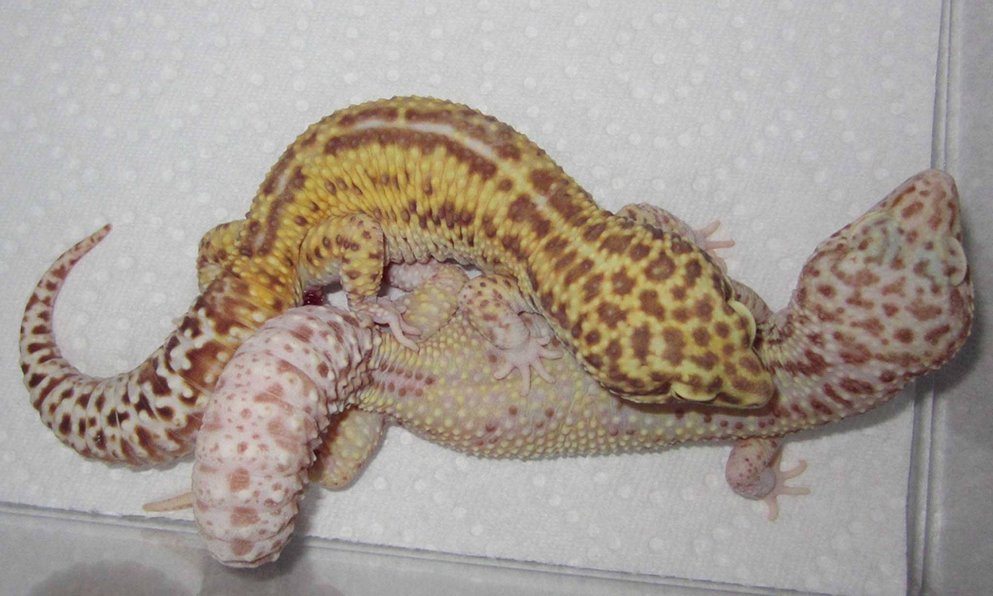 leopard gecko won't breed mating problems