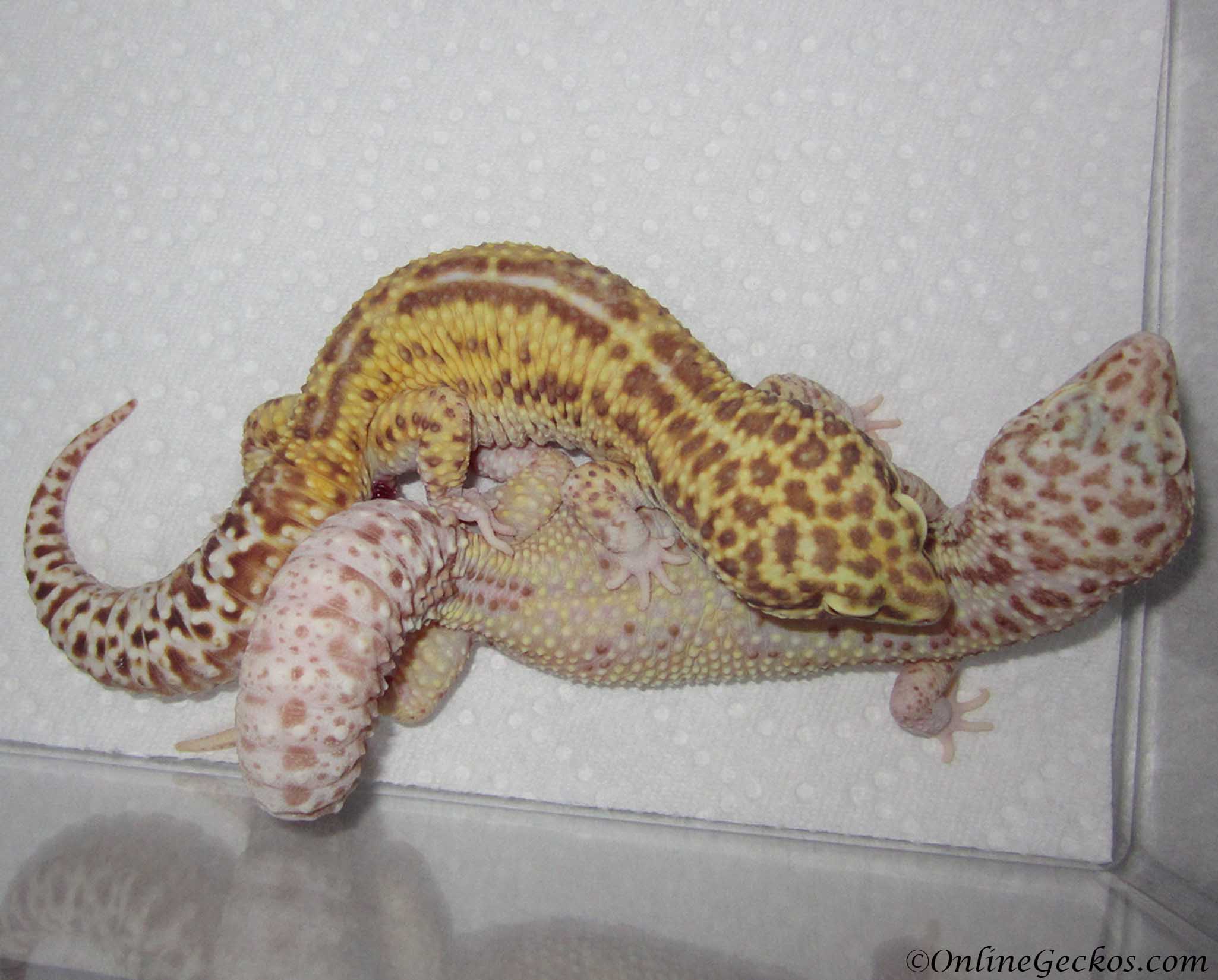 Leopard Gecko Won't Breed - OnlineGeckos.com Gecko Breeder