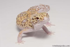 leopard geckos for sale onlinegeckos quality breeder