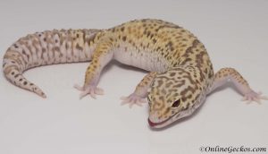 small scale leopard gecko breeding 101