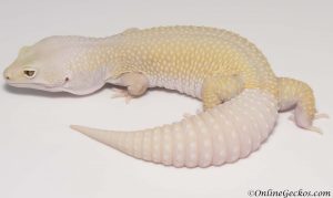 small scale leopard gecko breeding onlinegeckos.com breeder bell blazing blizzard het white knight
