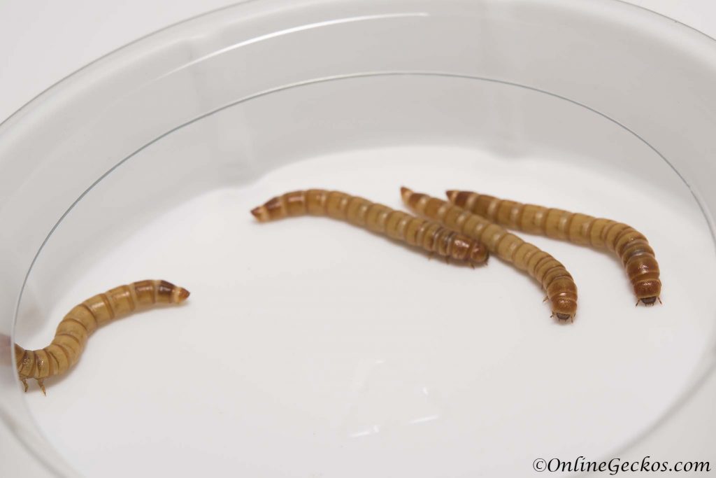 giant mealworms juvenile hormone IGR methoprene