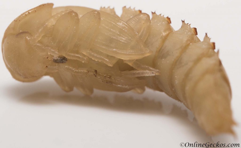 mealworm pupa