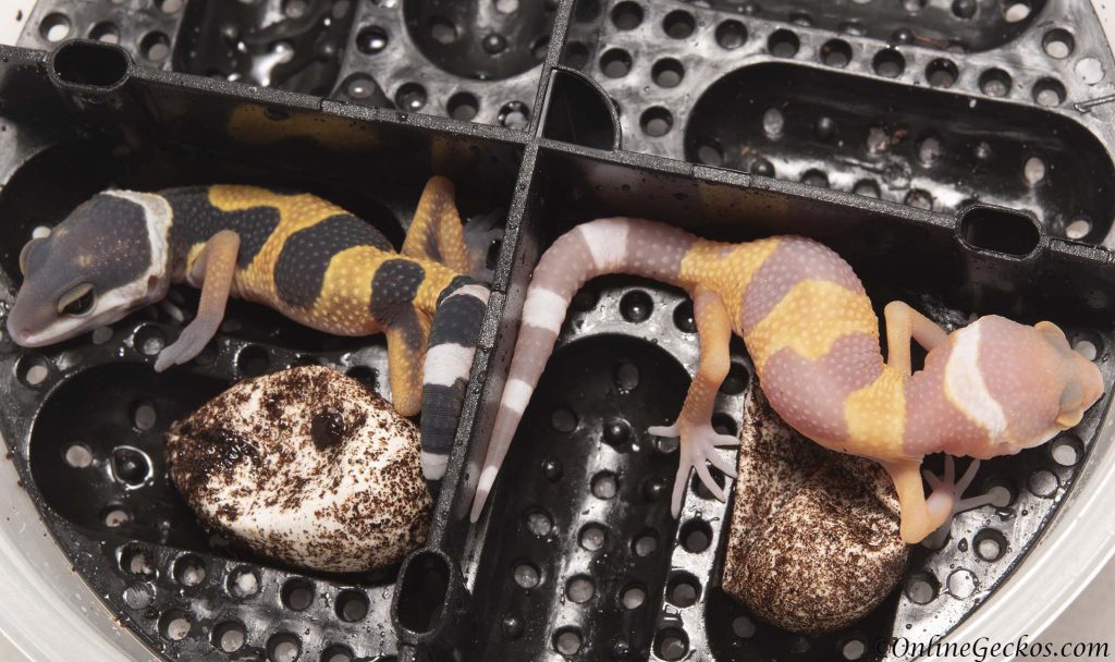 2018 leopard gecko hatchling update blood tangerine blood albino