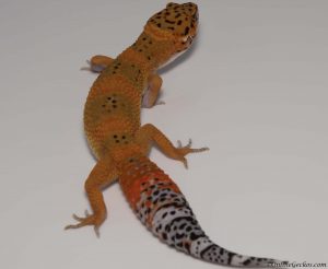 2018 leopard gecko hatchling update blood tangerine juvenlie