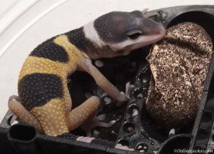 2018 leopard gecko hatchling update giant tangerine