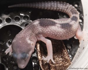 2018 leopard gecko hatchling update mack snow eclipse