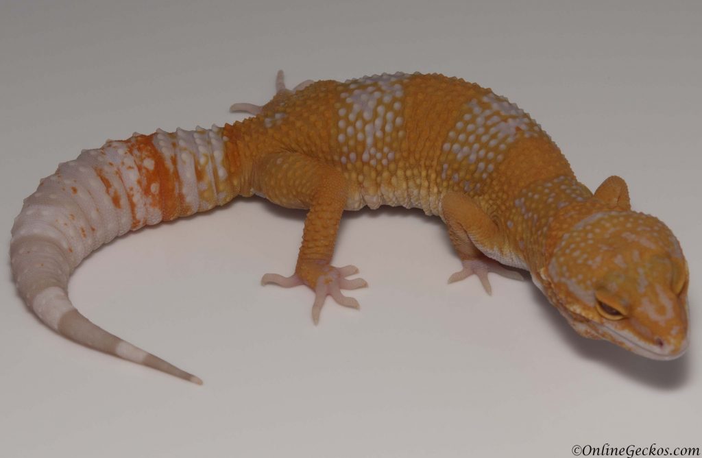 2018 leopard gecko hatchling update blood albino