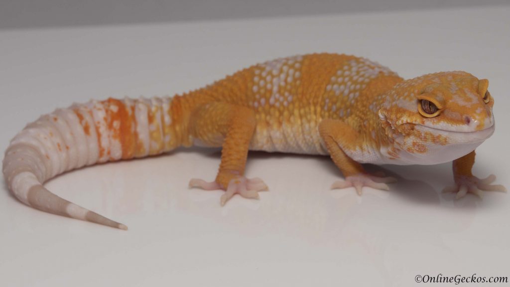 2018 leopard geckos for sale blood albino female