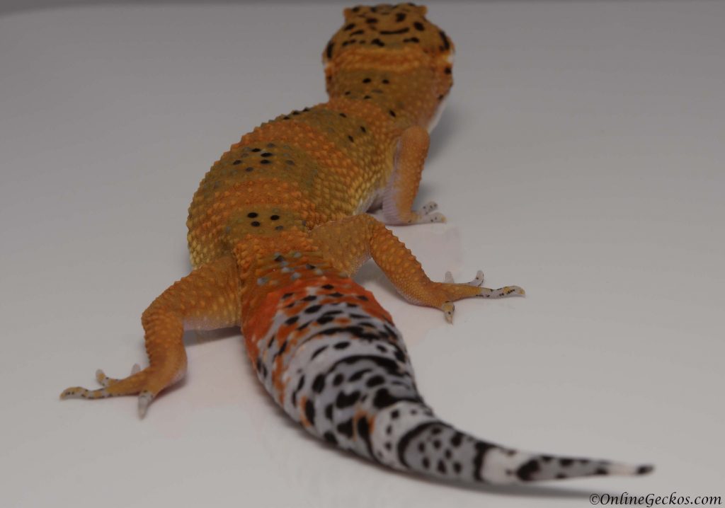 tangerine leopard gecko