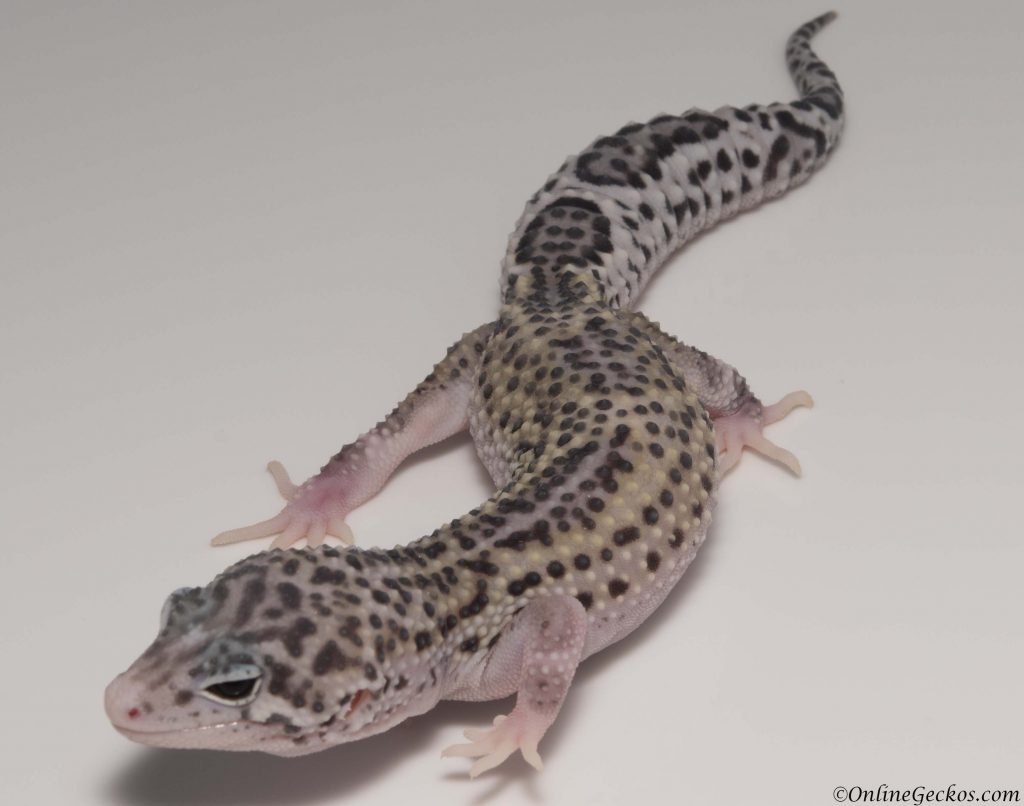 2018 leopard gecko hatchling update mack snow eclipse