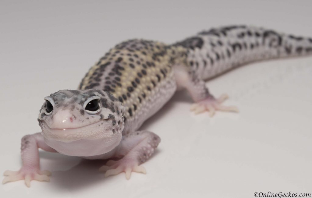 2018 leopard geckos for sale mack snow eclipse female