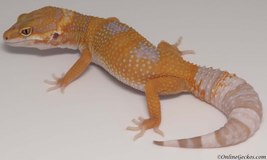 2018 leopard geckos for sale tangerine tremper albino