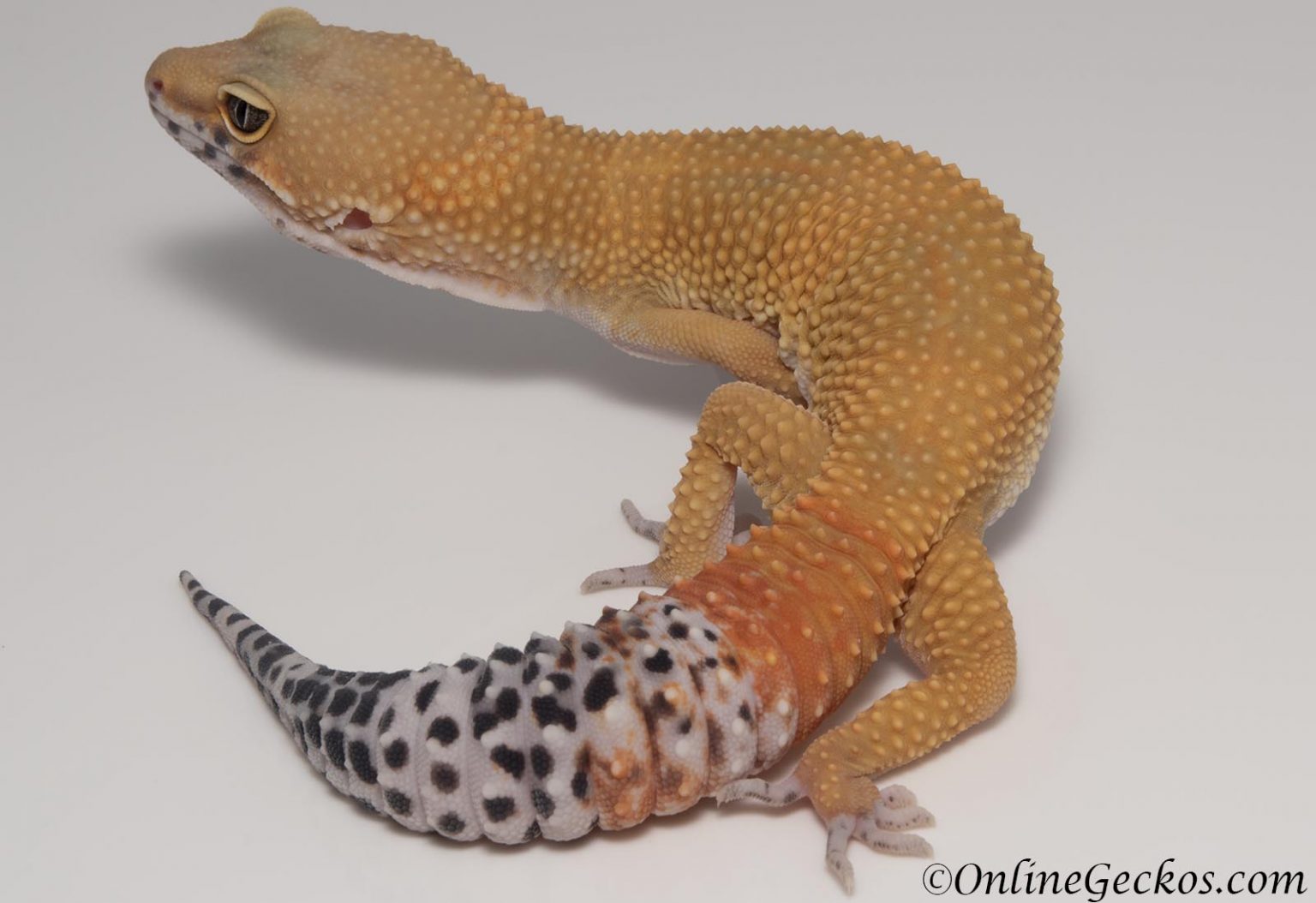 super giant hypo tangerine leopard gecko