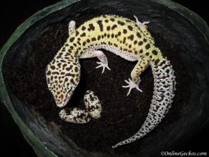 leopard gecko habitat breeder laybox moisthide