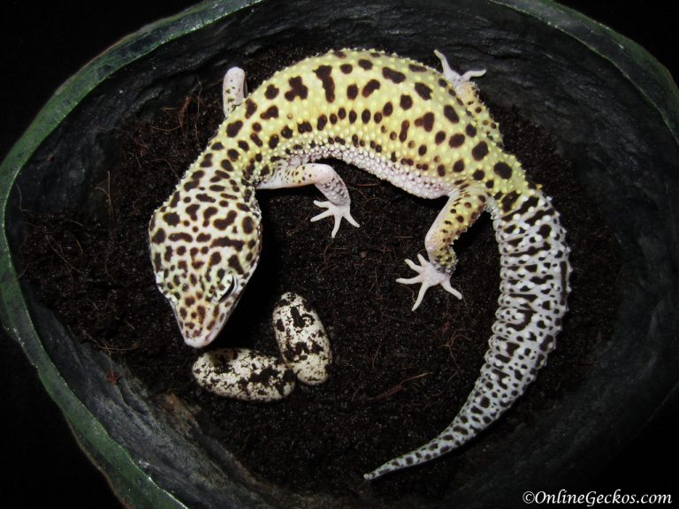 moist hide for leopard gecko