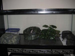leopard gecko habitat terrarium tank setup