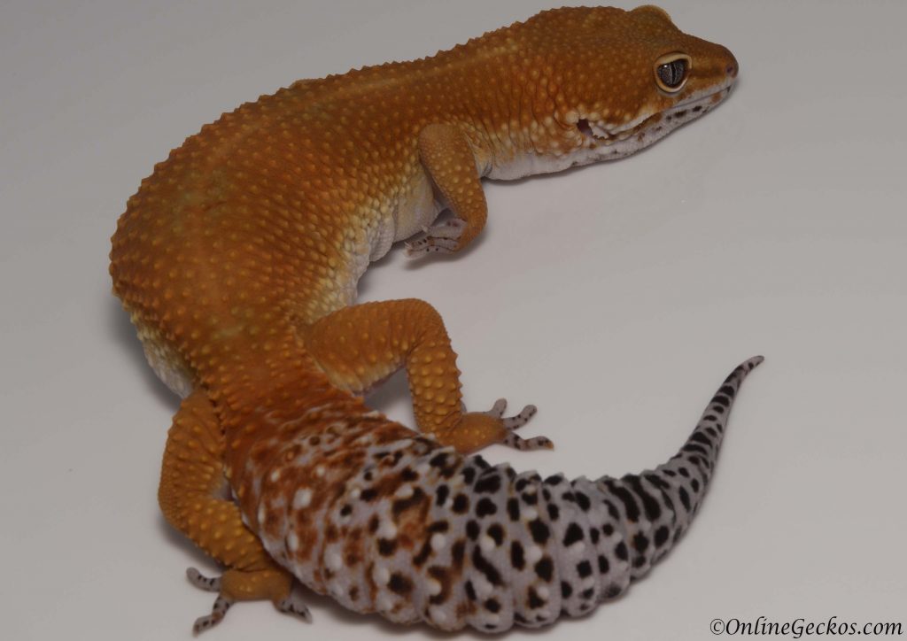 onlinegeckos leopard gecko habitat blood tangerine