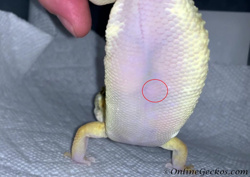 leopard gecko ovulation during the breeding season