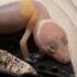 onlinegeckos.com leopard gecko hatchlings 2017 super giant