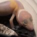 onlinegeckos.com leopard gecko hatchlings 2017 super giant